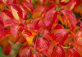 Cornus kousa (Japanese flower dogwood)