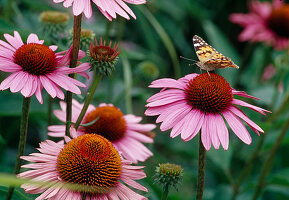 Blüten von Echinacea purpurea (Purpur-Sonnenhut)