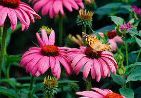 Flowers of Echinacea purpurea (Purple coneflower)