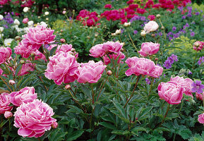 Paeonia lactiflora (Pfingstrose, rosa mit weißem Rand)