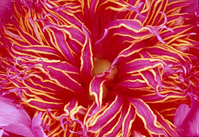 Inneres einer Blüte von Paeonia lactiflora 'Neon' - Edel-Pfingstrose