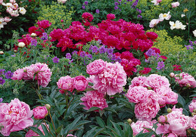 Paeonia lactiflora und officinalis 'Rosea Plena'(Pfingstrosen, rosa und pink)