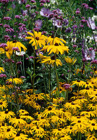 Rudbeckia sullivantii 'Goldsturm' (coneflower)