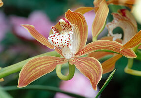 Cymbidium 'Doris' (Kahn Orchidee)