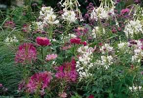 Sommerblumenbeet: Cleome spinosa (Dornige Spinnenpflanze, weiß und pink), Zinnia (Zinnie), Cosmos (Schmuckkörbchen) und Verbena bonariensis (Eisenkraut)