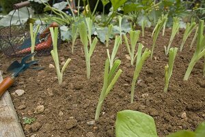 Frischgepflanzter Allium porrum (Lauch) im August, Handhacke