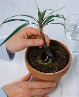 Rooted cuttings of Dracaena in the water