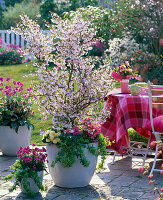 Prunus kurilensis 'Ruby' (Rosa Kuril cherry)