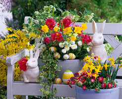 Schale mit Helleborus 'Double Surprise' (Lenzrose), Tulipa (Tulpen)