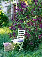 Syringa 'Charles Joly' (lilac) with light green folding chair