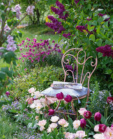 Pink metal chair in front of blooming syringa (lilac)