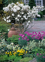 Magnolia stellata, Narcissus 'Tete a Tete'