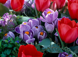 Tulipa 'Red Paradise' (Tulpen), Crocus 'Pickwick' (Krokusse)
