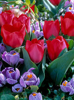 Tulipa 'Red Paradise' (Tulpen), Crocus 'Pickwick' (Krokusse)