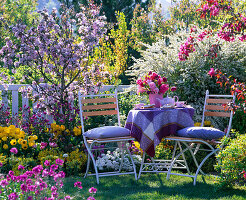 Malus (ornamental apple), Spiraea arguta (bridal pines), Tulipa (tulip)