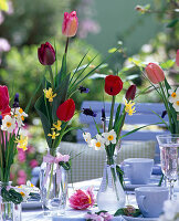 Tulipa (Tulpen), Narcissus (Narzissen), Muscari (Traubenhyazinthen)