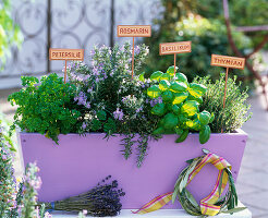 Plantin herbs in wooden box