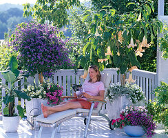 Datura syn. Brugmansia (angel's trumpet), Solanum rantonetti