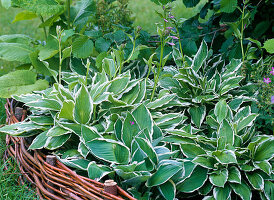 Bed with wickerwork as edging