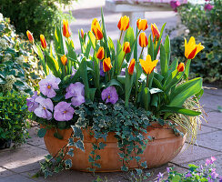 Planting a bowl with tulips, ivy and viola (7/7)