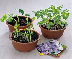 Climbing plants - sowing (4/4)