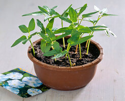 Climbing plant seed: 4/4