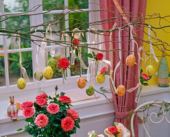 Rosa (Topfrose), darüber Zweig von Salix (Korkenzieherweide)