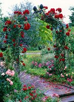 Rose bow with pink 'Santana' (climbing rose)