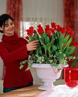 Frau arrangiert Tulipa 'Showwinner' (Tulpen, Weiß) in Frühlingsschale
