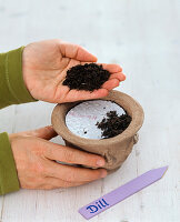 Dill sowing with seed disc