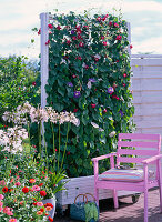 Plant white box with morning glory