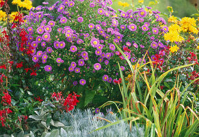 Aster novi-belgii 'Royal Velvet' (Smooth-leaved Aster)