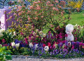 Spring bed with scented snowball, golden violet and hyacinths