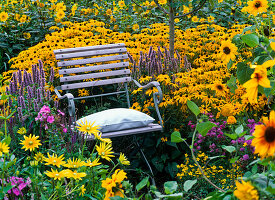 Rudbeckia fulgida 'Goldsturm' (Sonnenhut)