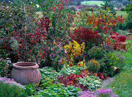 Autumn bed of Rosa glauca (Blue Pike Rose) with rosehips