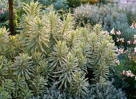 White-silver-gray flowerbed with perennials and potted plants