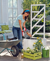 Planting Thunbergia in a white pot (1/5)