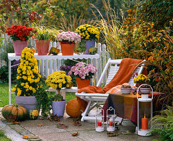 Chrysanthemum (Herbstchrsanthemen), Büsche, Pyramide