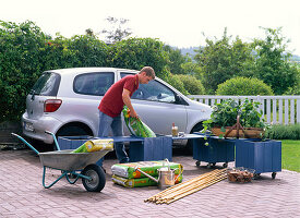 Create privacy screens from Ipomoea