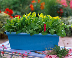 Seed band Italian salad meadow