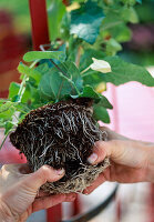 Planting a red tub with Thunbergia (4/10)