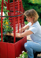 Planting a red tub with Thunbergia (6/10)