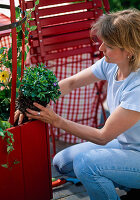 Planting a red tub with Thunbergia (8/10)