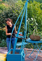 Planting a blue tub with Thunbergia and Ipomoea (2/7)