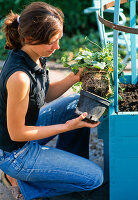 Planting a blue pot with Thunbergia and Ipomoea (4/7)