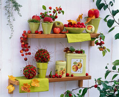 Malus (apples, ornamental apples) put into balls, in bowls, as motif on tins