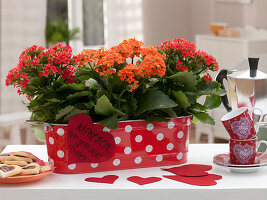 Kalanchoe blossfeldiana (Flaming Cheetah) in red metal jardiniere