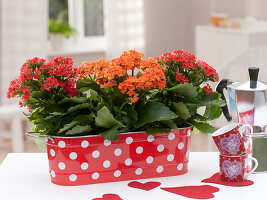 Kalanchoe blossfeldiana (Flaming Beetle) in red metal jardiniere