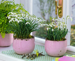 Put snowdrops in pink pots