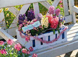 Hellblau angemalte Obststiege mit Hyacinthus (Hyazinthen)